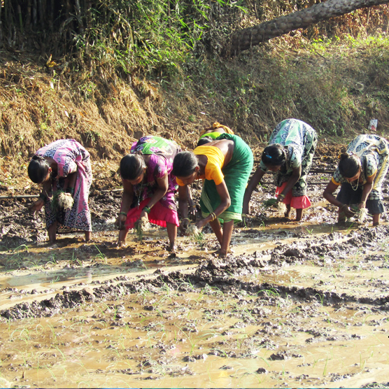 Improved Agriculture Practices