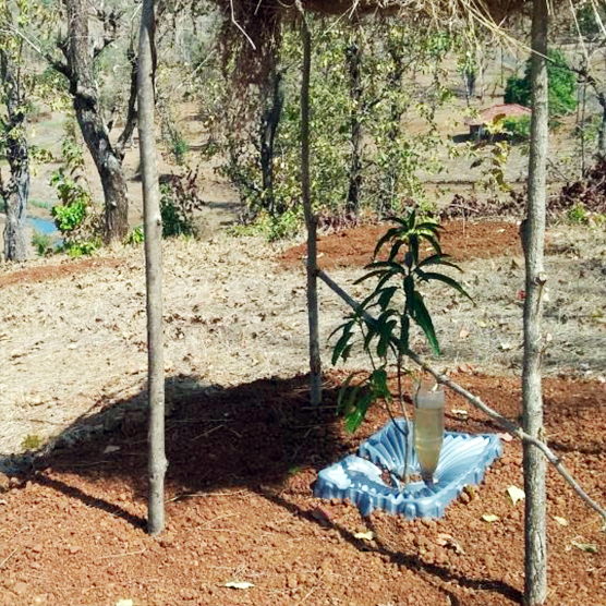 Tree Based Farming (Wadi)